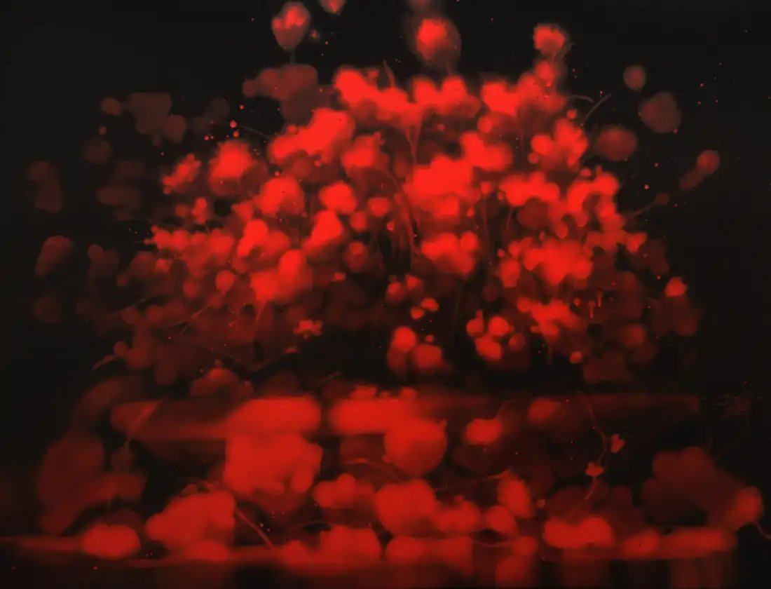 KEYMI Bouquet rouge #3 (sans titre) 89x116cm Peinture acrylique sur toile 2025_0.jpg